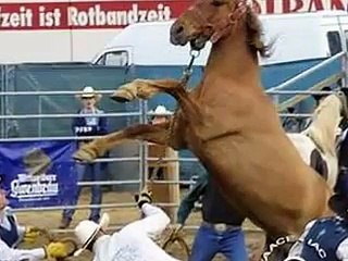 Realities of Horse Slaughter