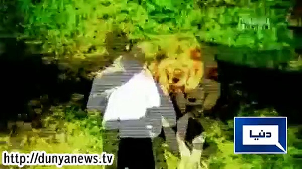 Lion Attacks Man And Nearly