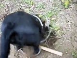 Labrador nero alla ricerca di un tartufo bianco pregiato