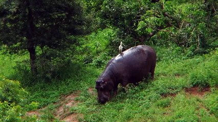 Hippo and Baby Hippo Grazing.