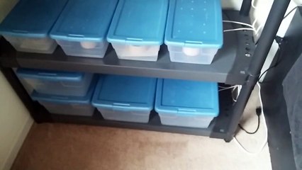 DIY Ball Python/Reptile hatchling rack