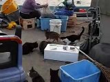 猫島（田代島）漁港