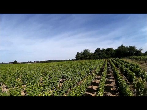 Vignoble de Sancerre