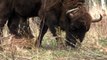 wisent, Bison bonasus, European bison, Bison d 'Europe