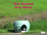 Grey Herons hangin out in Henderson New Zealand