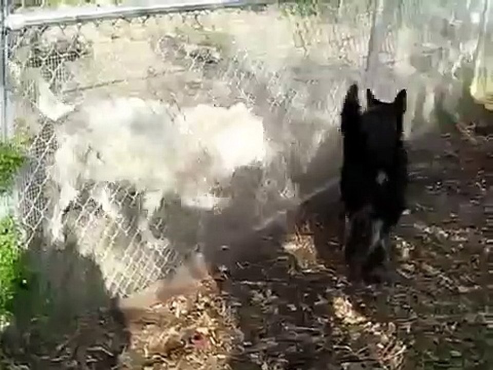 Wolf Vs Dog