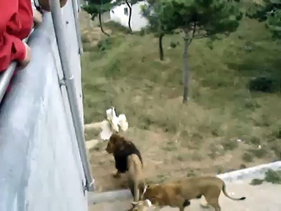 Zoologico Weihai - China