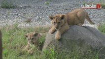 Voici les trois lionceaux du Parc Zoologique de Paris