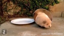 These Silly Animals Love Boxes That Are Just TOO Small For Them   How Cute   Cute Video