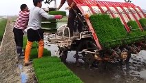 Amazing Video of Rice cultivation