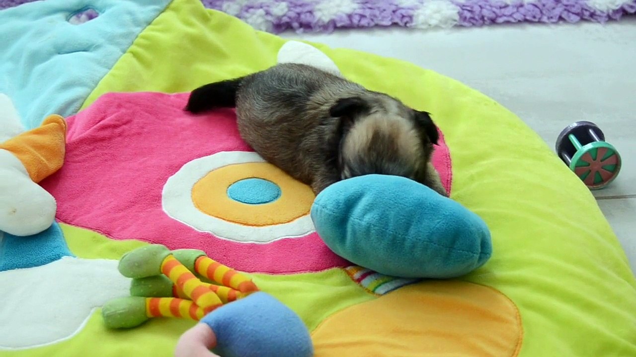 Léo, bébé chihuahua de 5 semaines, fait comme les grands