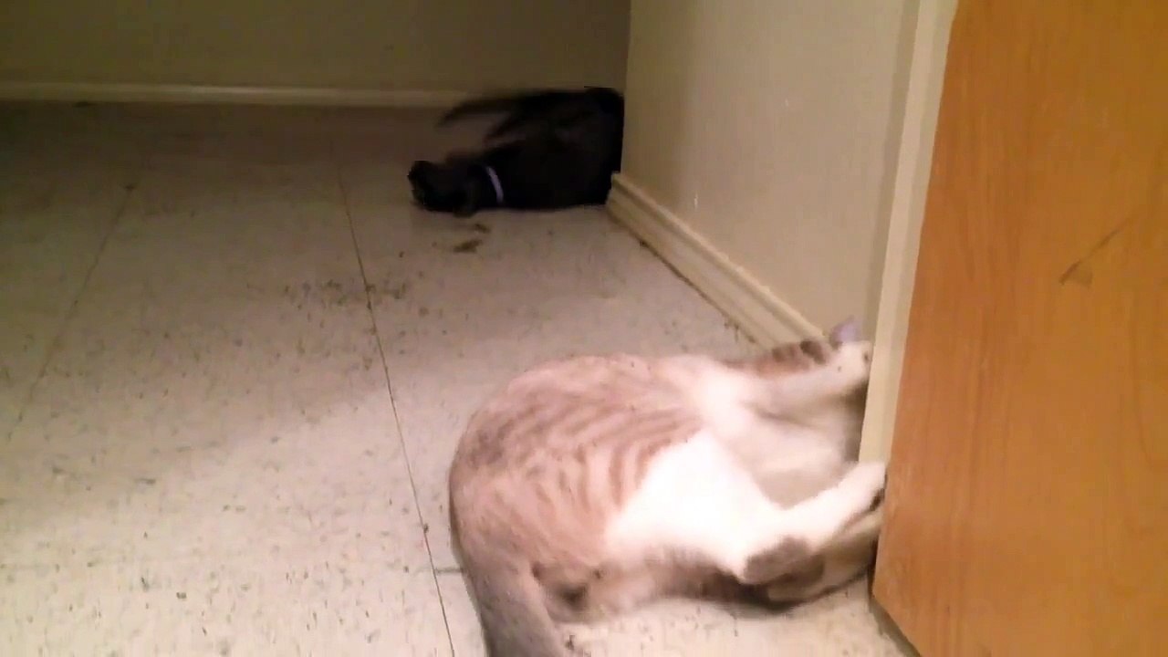 Catnip side effects