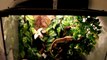 #45 Exo Terra Contest Entry 2011 - Crested Gecko Terrarium