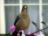 ZORZAL (Turdus falklandii)