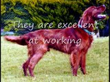 Dog Breeds-Irish/Red Setter