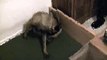incredible birth of Belgian Shepherd Malinois pups 1