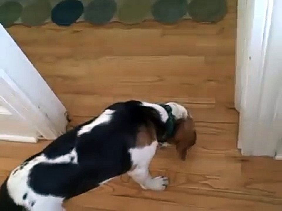 Kennel Cough