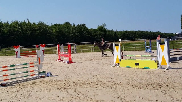 Big bang des genets Les Loges juin 2015 SHF 4A Par Mylord Carthago et Kalinka des genets par le Tot de semilly