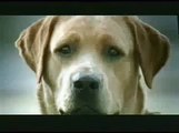 Suicide dog - Bridgestone TV Commercial