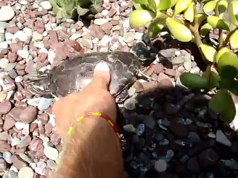 tartaruga liberata nel mio laghetto