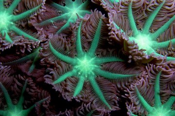 Los corales se adaptan al calentamiento global