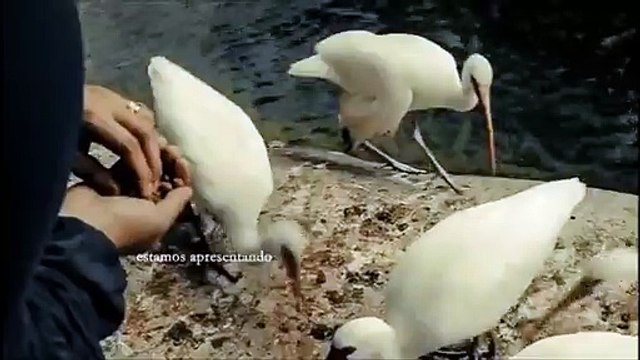 Vinhetas de intervalo de Sete Vidas / Globo, 2015