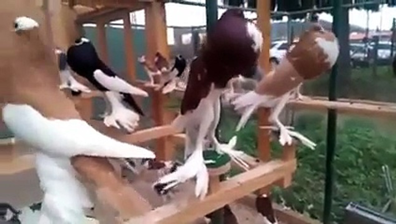 یہ نسل چیک کرو
