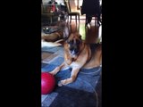 German Shepherd Dog Howls to Fire Truck Siren Sound