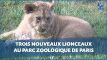 Trois nouveaux lionceaux au parc zoologique de Paris