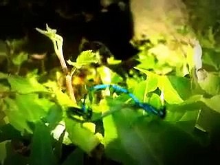 Damselflies by my wildlife pond
