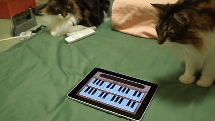 iPadアプリ「Cat Piano」を試してみた