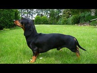 Kaninchenteckel von den Neuland Moorteufeln