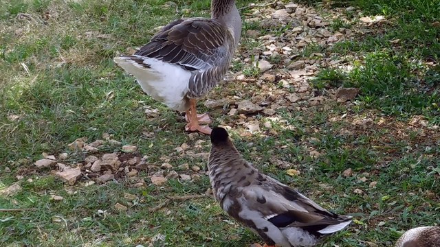 les oies................