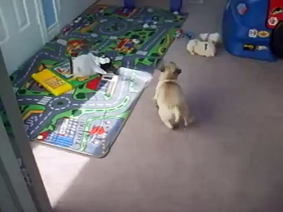 pugs don't like dancing penguins