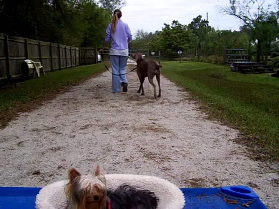 Jeanne the Weimeraner E collar Introduction Dog Aggression