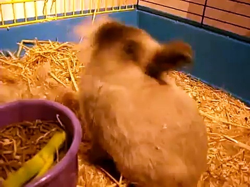 naissance lapin nain