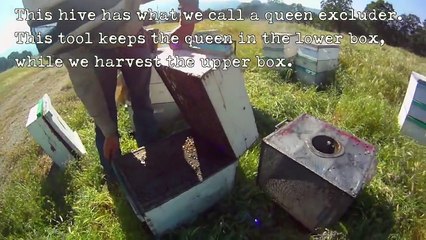 How we make and sale our package bees