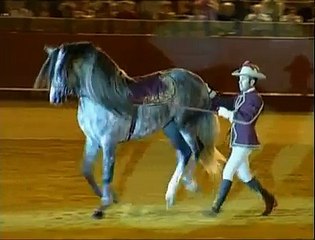 AMIZING HORSE DANCE