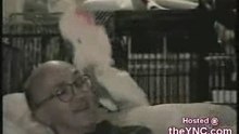AnimalSuperDancers