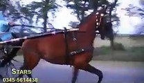 CHARSI HORSE TRY