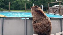 Un ours fait des plats dans une piscine