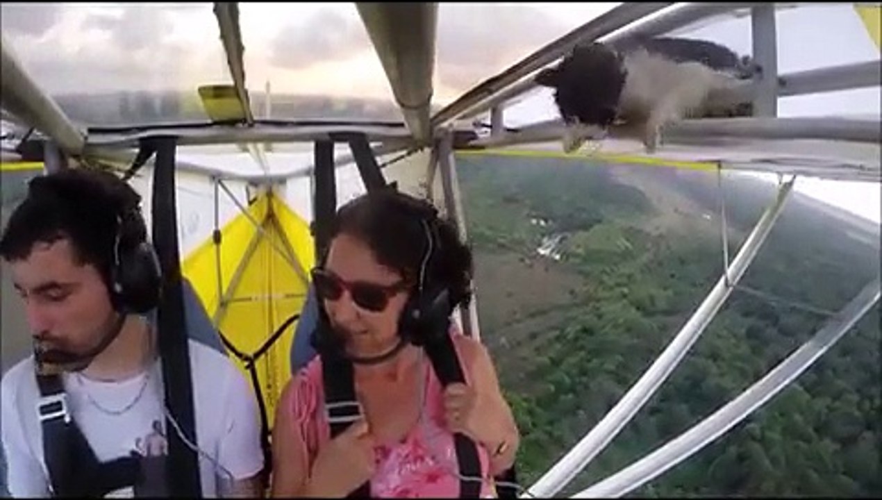 Remove cat before flight