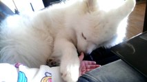 Samoyed making funny sounds and begging to be petted