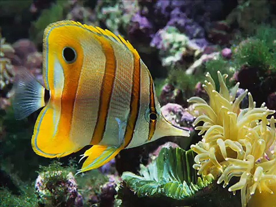 I Can See Clearly Now