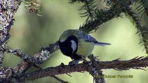 TALGOXE  Great Tit  (Parus major)  Klipp - 295