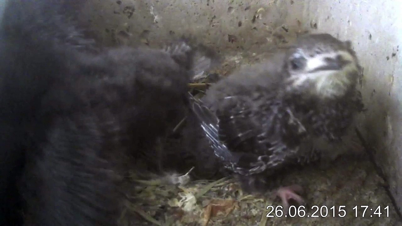 26.6.-17:32-0:22 Mauersegler - Kamera im Nistkasten - 2 Junge (REPLAY)
