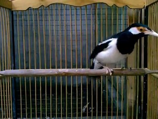 Burung Jalak Suren Jantan (16)