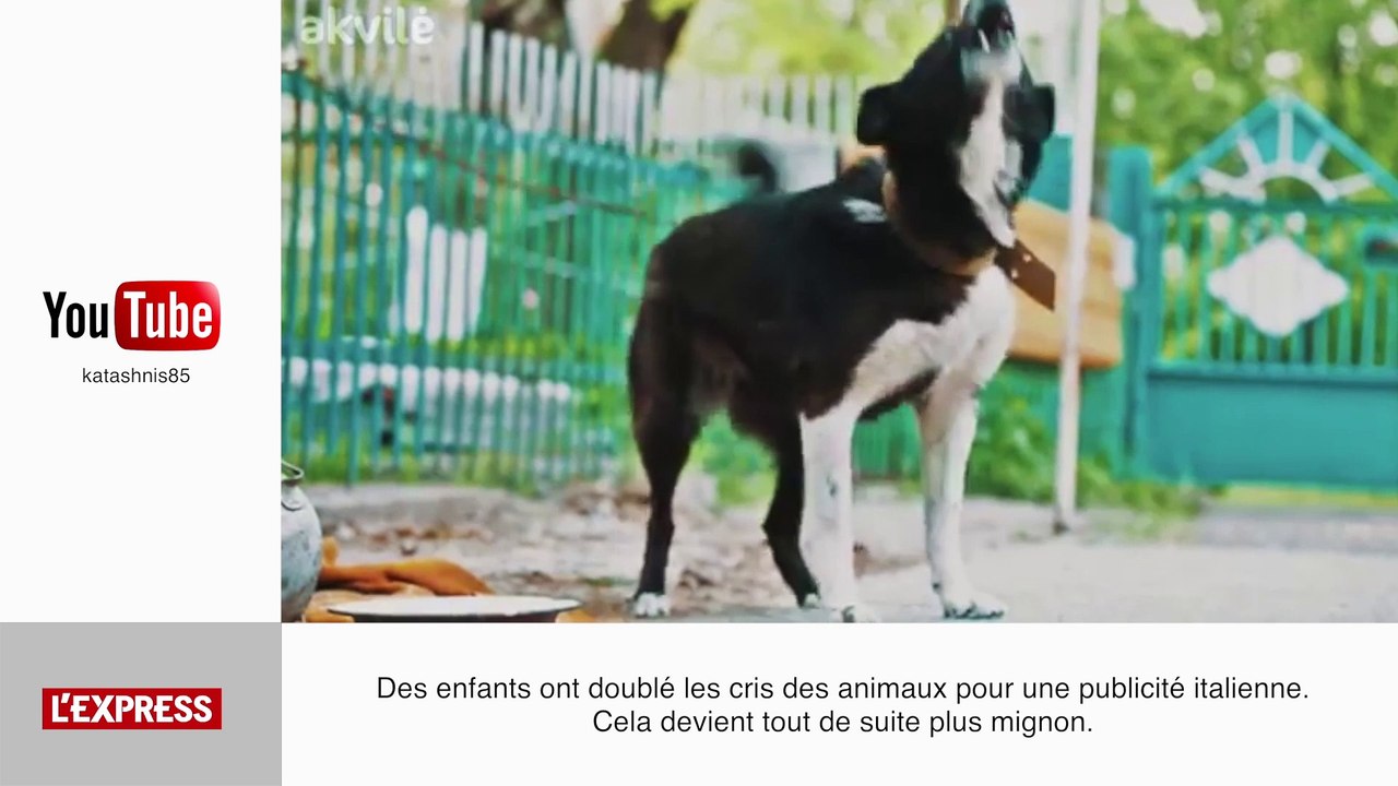 Un lapin se bat contre un serpent - Le Zapping insolite