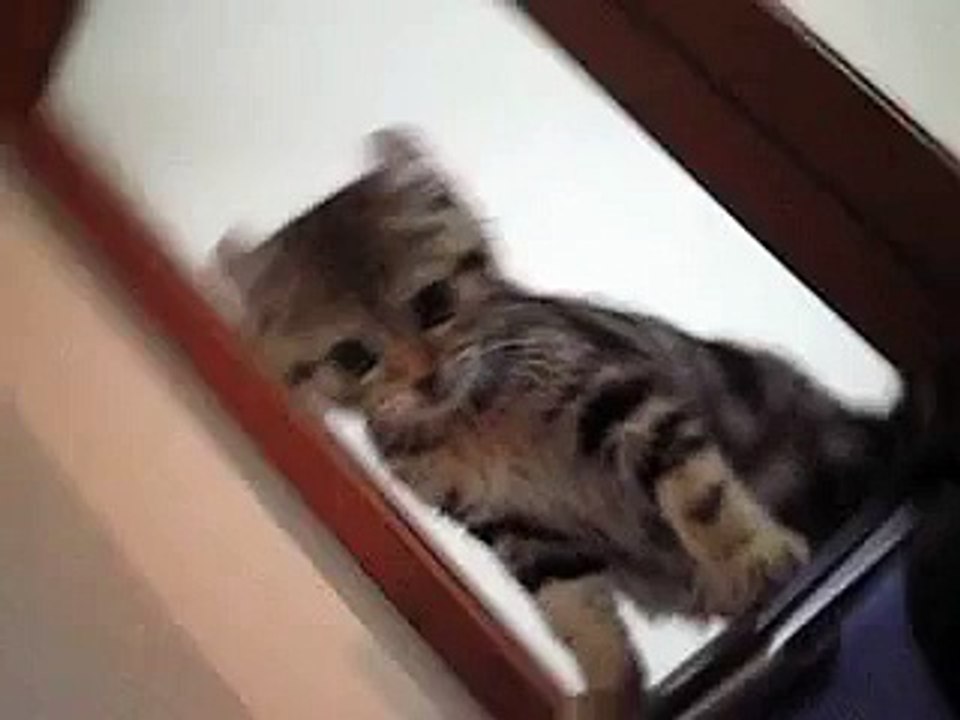 neko