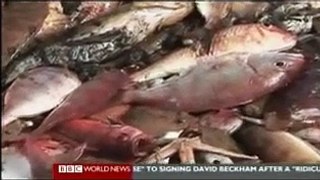 Earth Report - Sustainable Fishing 2 of 4 - Stolen Fish - BBC Environmental Documentary